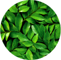 Tea tree oil